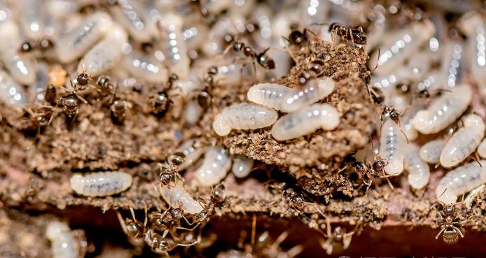 消灭白蚁最简单的方法,消灭白蚁最彻底的方法