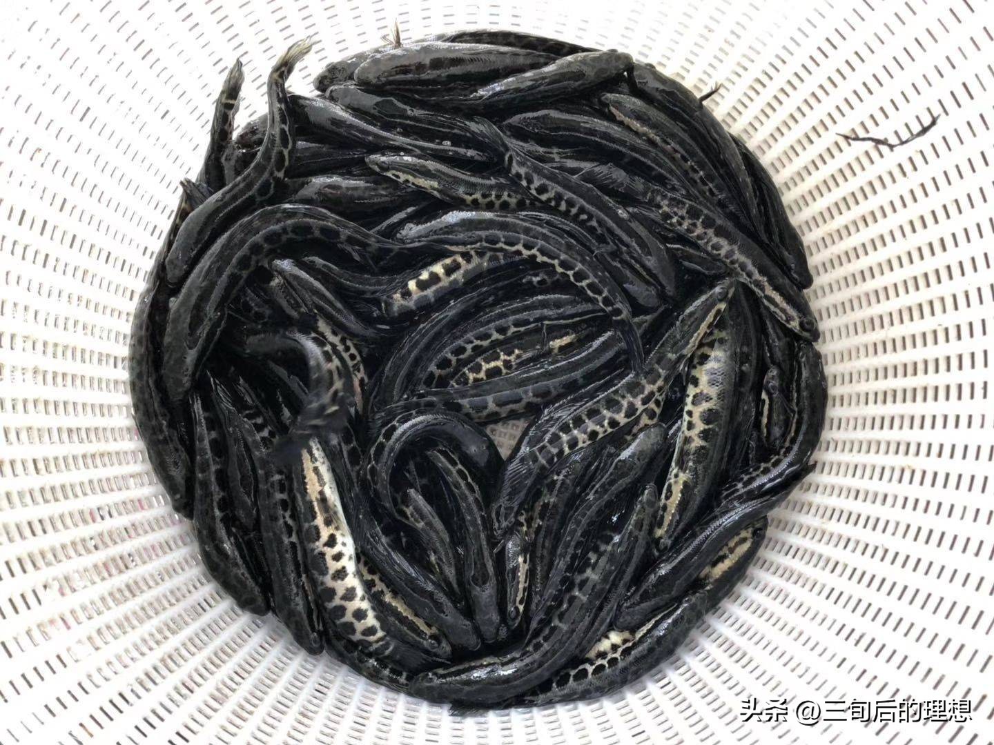 人工饲料和野生杂鱼,人工混合鱼饲料配方