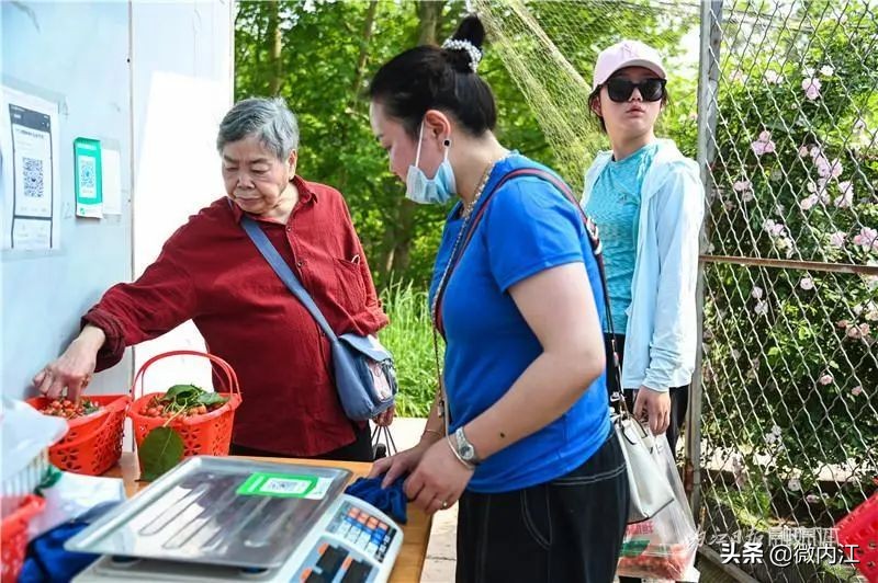 恩桃儿采摘园资中,恩桃儿采摘南充