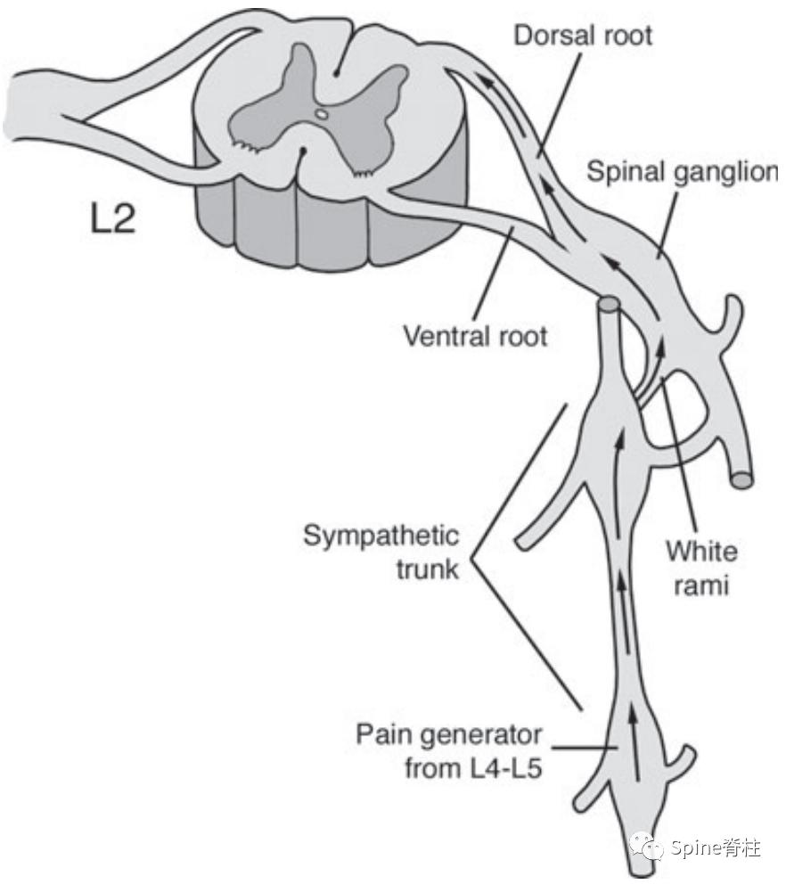 脊柱神经支配疼痛区域,脊柱神经支配的脏腑