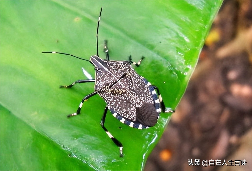 夏天常见的虫子外壳硬,农村房子里面常见的虫子有哪些