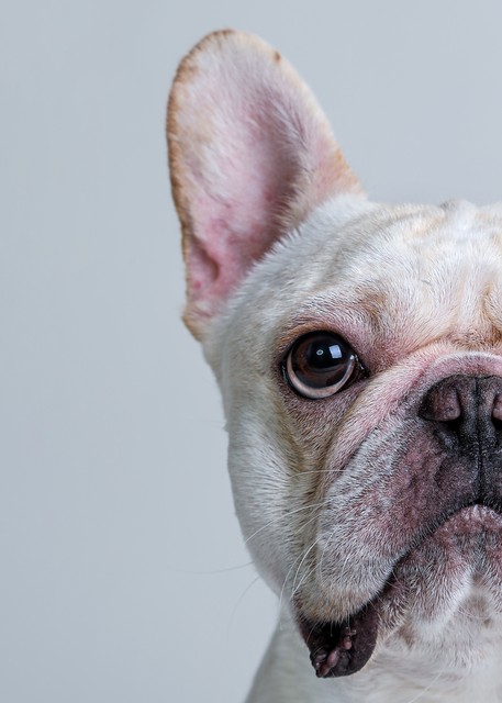 能看家护院的小狗叫什么,看家护院的小狗叫什么名字