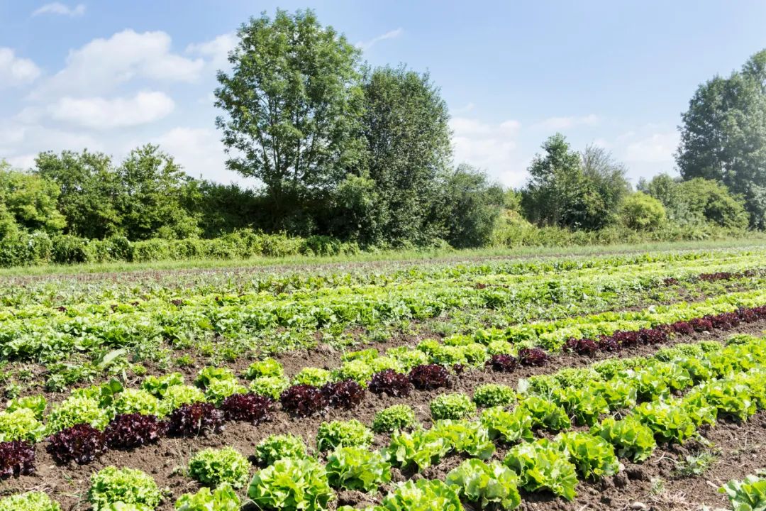 有机农场的痛点在哪,有机农场最需要什么技术