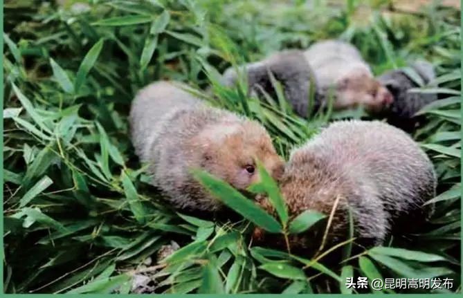 花博会云南,花博会来了