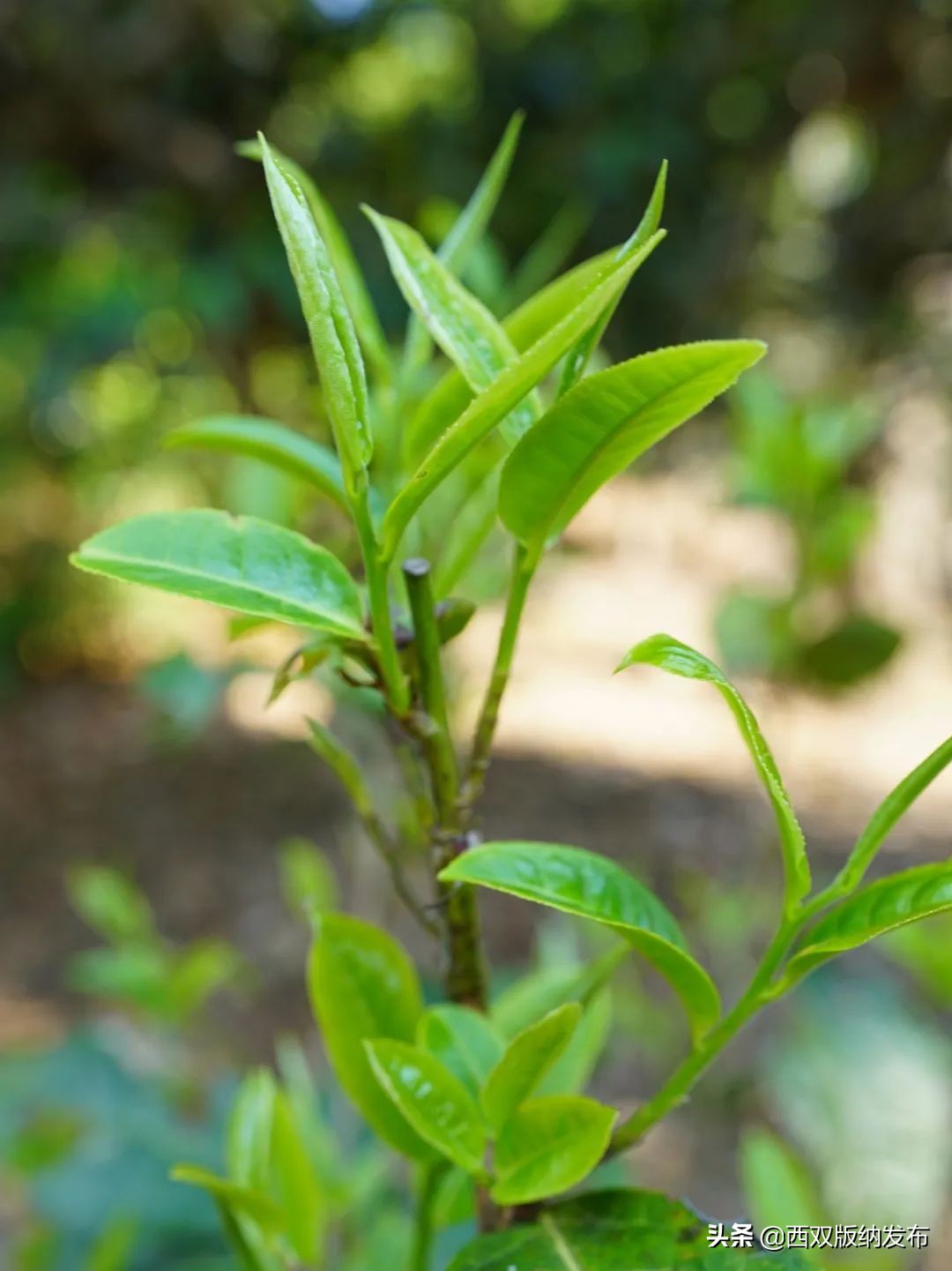 勐海贺开古茶,勐海贺开古茶资源开发有限公司