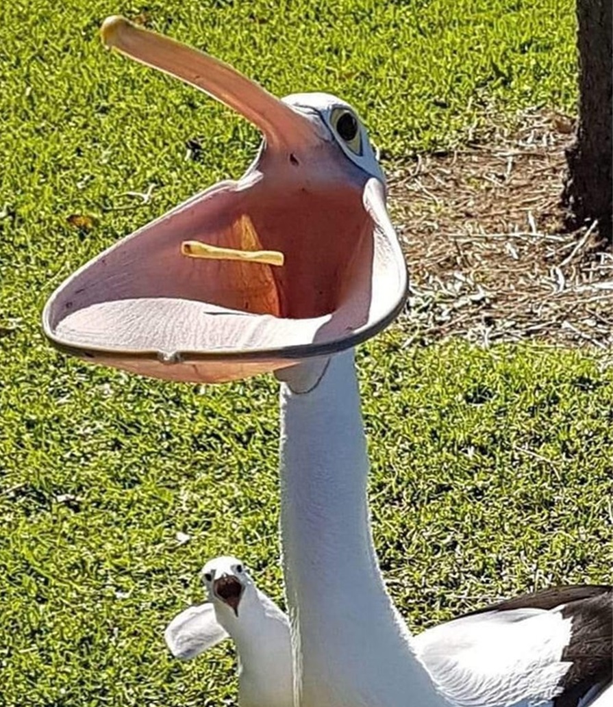 美国女人的收藏品,全美服装比赛上的佳丽,40张照片带你看全球