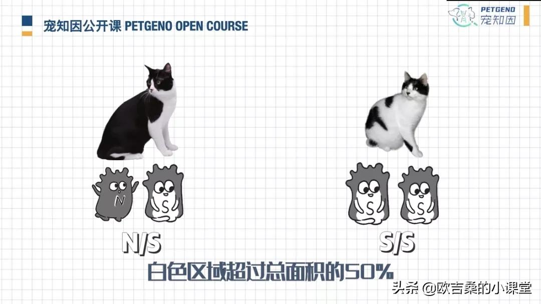 白斑变异基因,白斑基因和全白基因