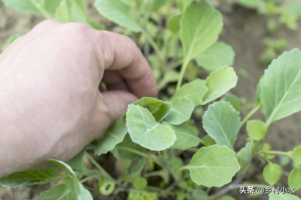 白菜出苗后需要打什么药,白菜刚种完太旱咋办