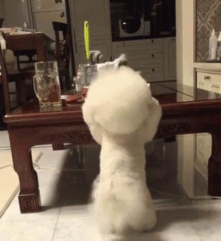 养比熊需要注意什么问题,养比熊要注意什么问题