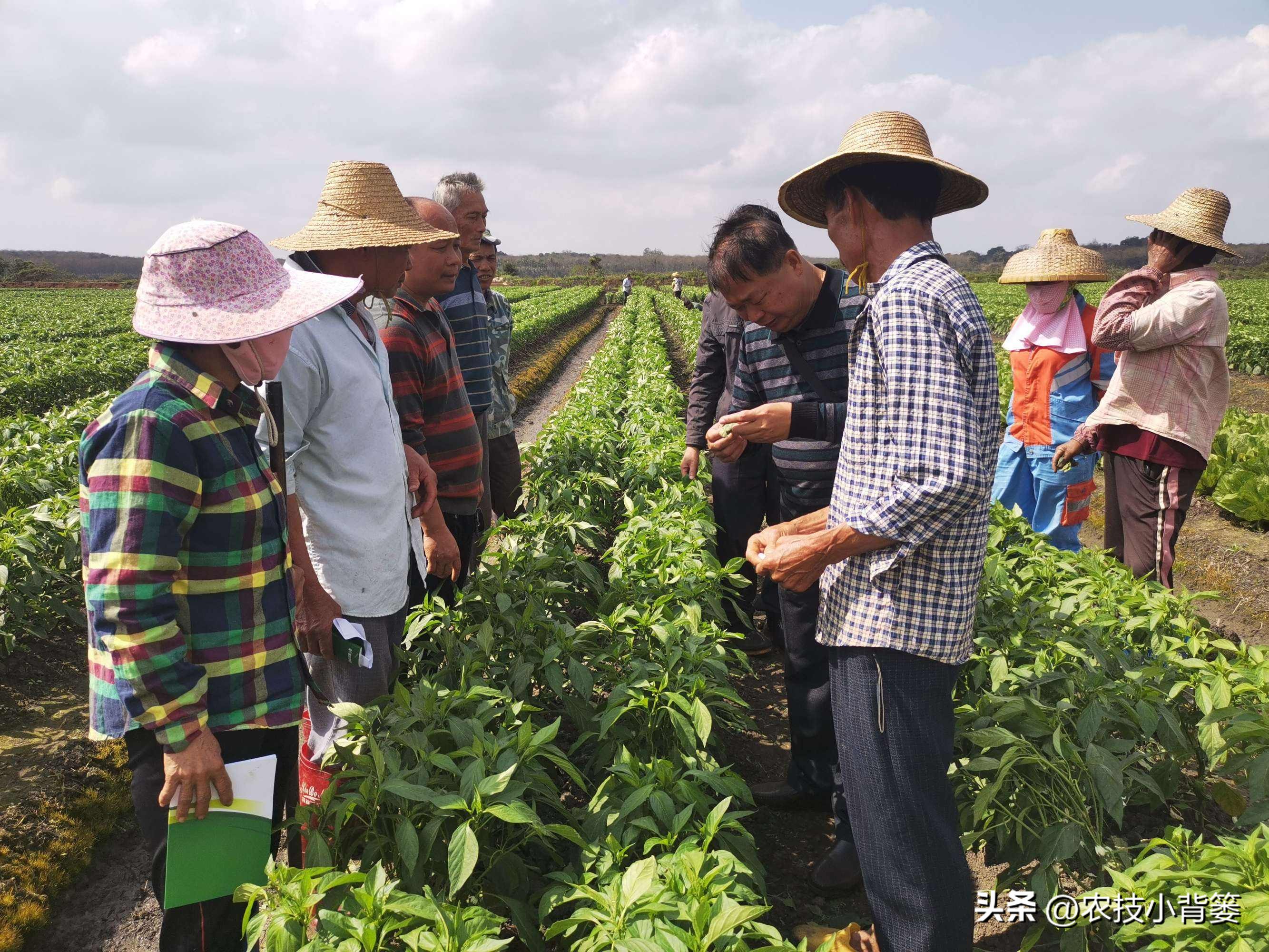 农作物细菌病与真菌病辨别,作物真菌细菌病毒病害的区别