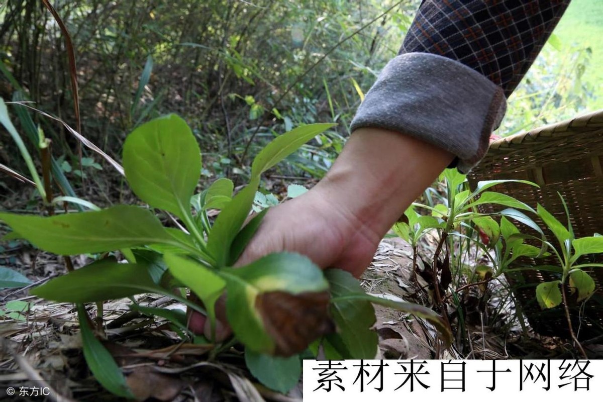 乡村医生治蛇咬伤,农村有治蛇伤高手吗