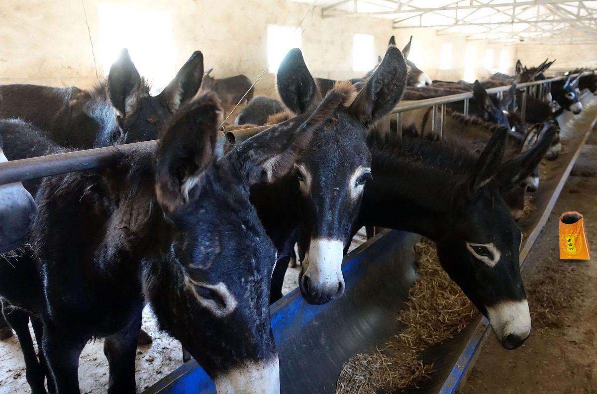 秋冬育肉驴的技术,肉驴喂什么肥料最快