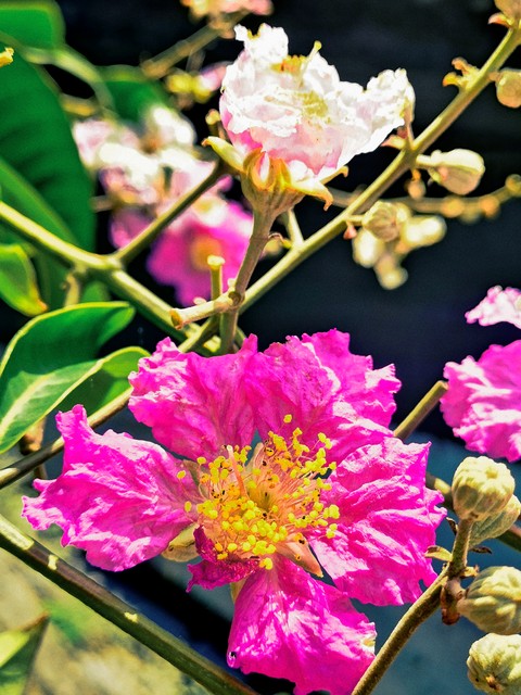 紫薇都市田园直播,紫薇都市田园好玩吗