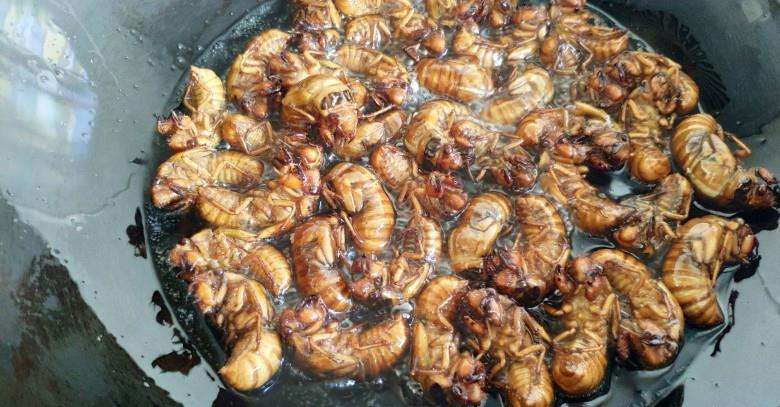 金蝉别只会炸着吃，分享金蝉的3种做法，入味好吃，酥脆不油腻