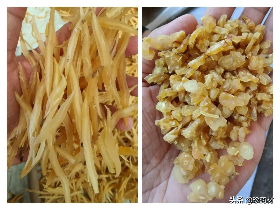 12月23日中药材市场快讯：三七、红景天、白茅根、猫爪草、菟丝子