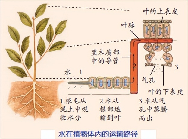 科学知识大全小学生必背,科学知识大全全集