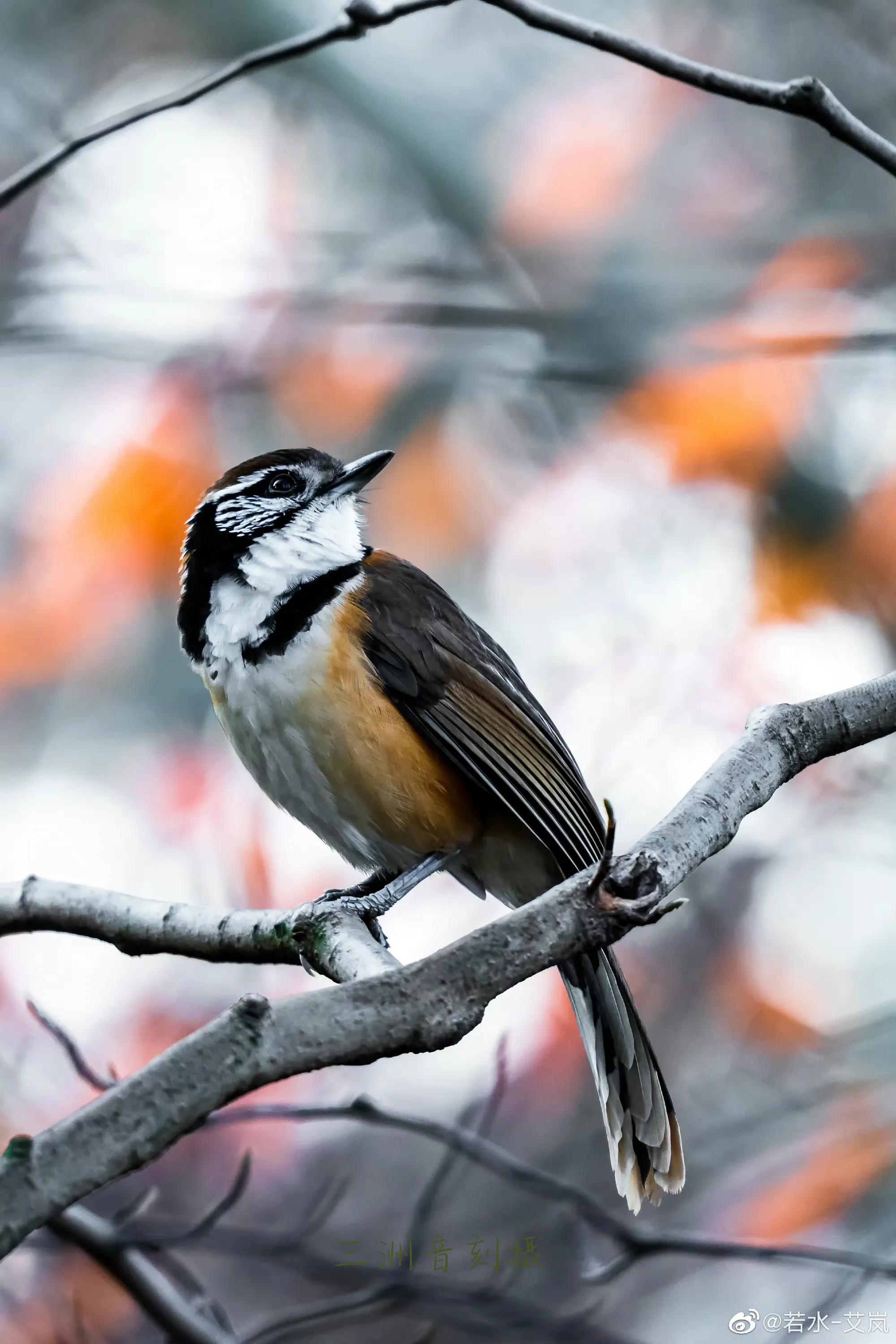 上海市嘉定区安亭国际汽车城,上海嘉定安亭国际汽车城