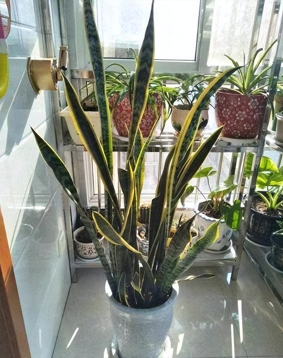 哪些植物对猫咪无毒又能吸附甲醛,装修房子吸甲醛最好的是什么植物