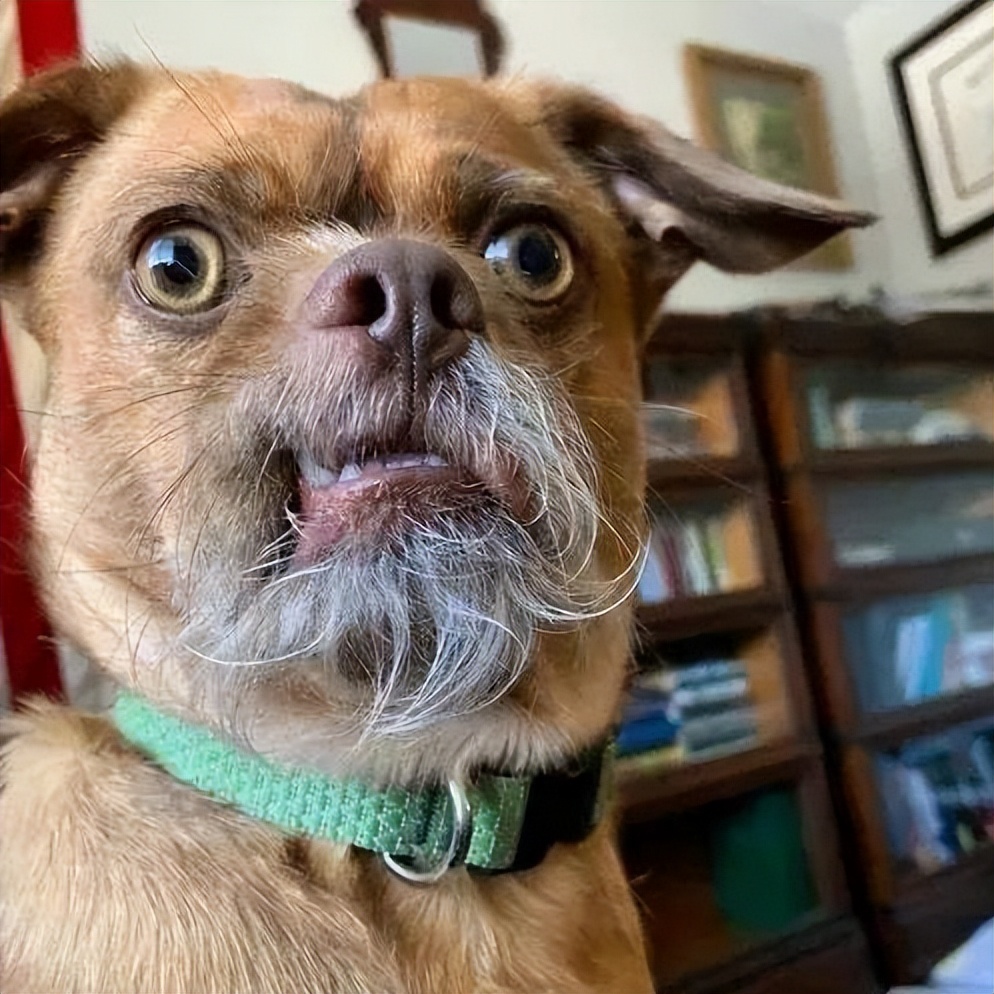 猫的胡子有多长就能钻过多大的洞,猫咪的胡子就像一把尺子可以测量