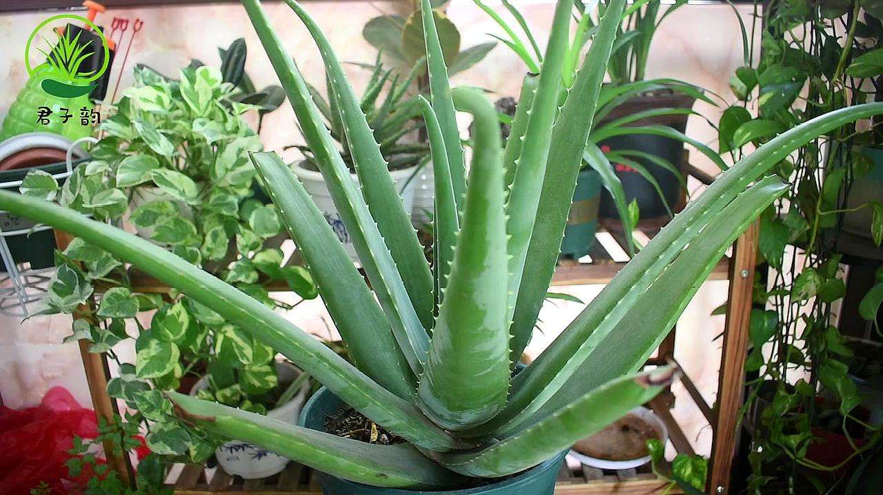 十大养不死的大型花,十大室外最好养活的花高大