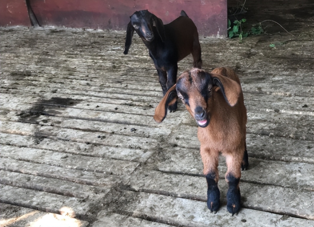 贵州一户人在悬崖上养羊,贵州蜗居13年在山上养羊