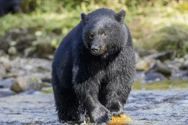 熊的弱点是什么部位,遇到熊装死对什么熊有效