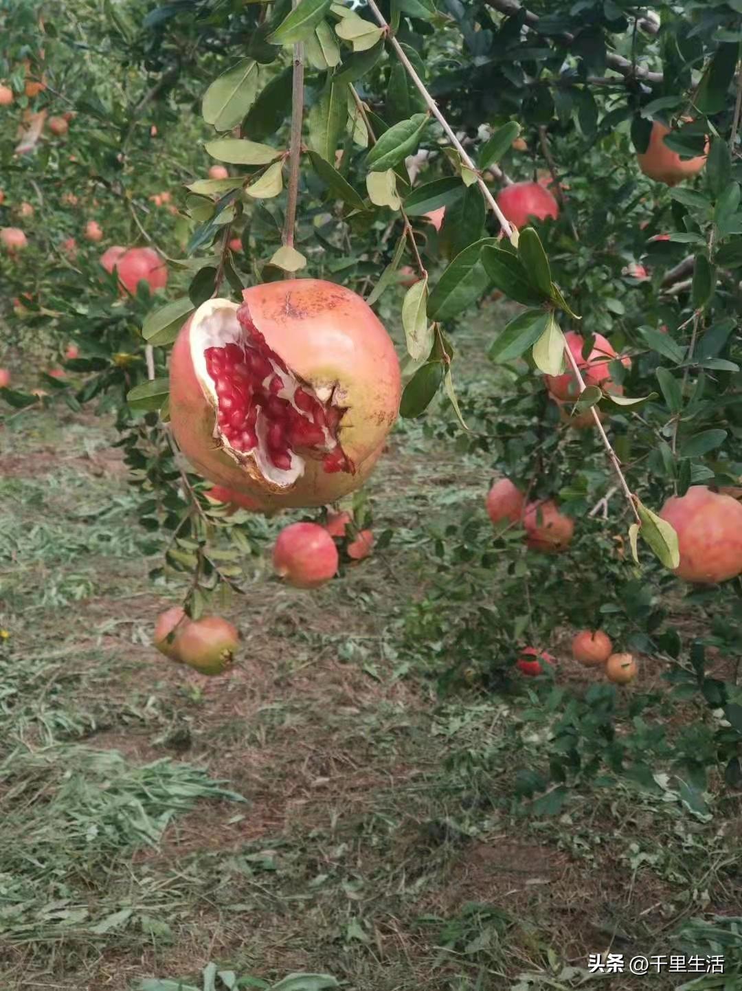 突尼斯软籽石榴和河阴石榴的区别,正宗原产地突尼斯第一名软籽石榴