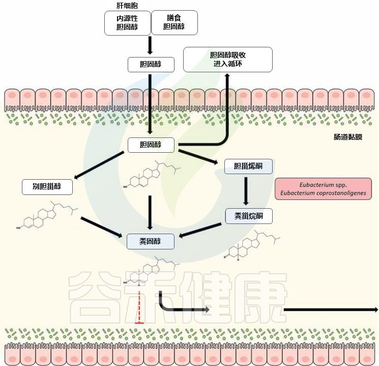 肠道菌群的奥秘与重要性,肠道中的有益菌属于益生菌吗