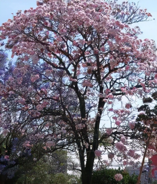 开花植物大全100种,实用分享30款小型开花树种介绍