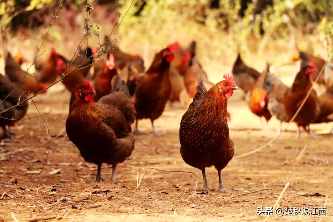 江西的麻鸡,江西拥有中国什么之乡的美称