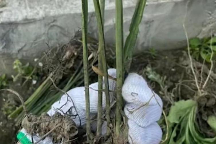 大学生不愿“薅草”，竟拿老师的草药撒气，无知而不自知真可怕