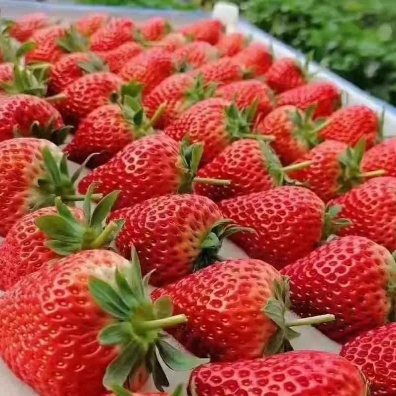 丹东东港旅游攻略自由行,丹东避暑游玩的地方推荐