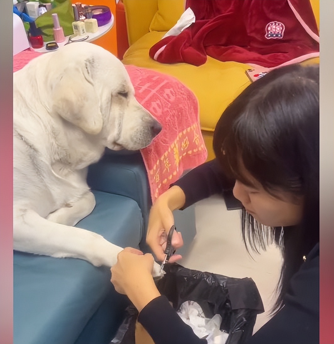 狗狗美容修剪一套,狗狗美容三件套