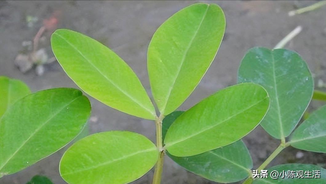 认识植物叶子的基础知识,植物叶子形态各异选择你最熟悉的