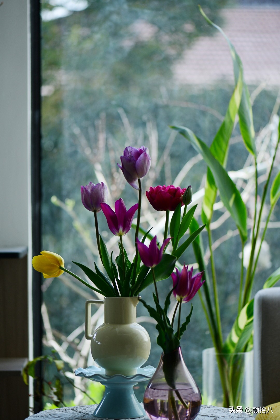 盘点今年河马花园里最美的几款郁金香|园丁