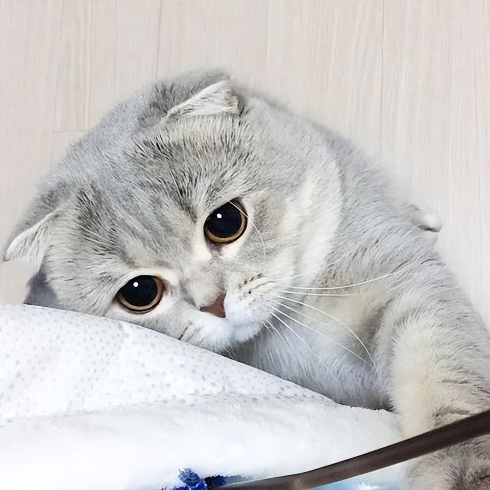 怎么测试自家猫爱不爱自己,如何测试小白猫家里的猫咪傻不傻