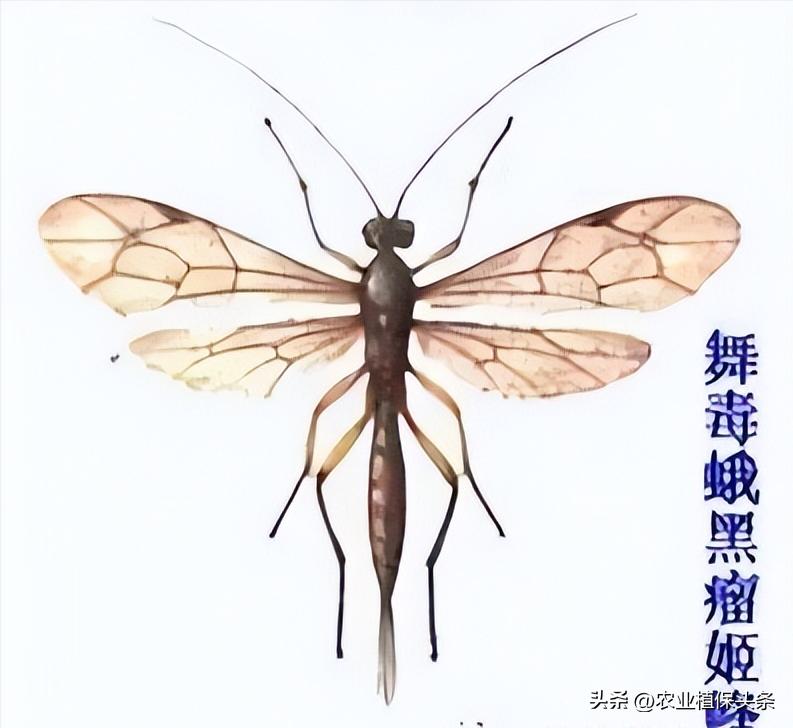 螨类害虫的农业防治措施,农业昆虫与害虫防治