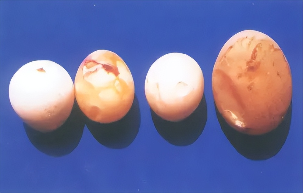 鸭子不产蛋怎么治疗,鸭子产畸形蛋是怎么回事