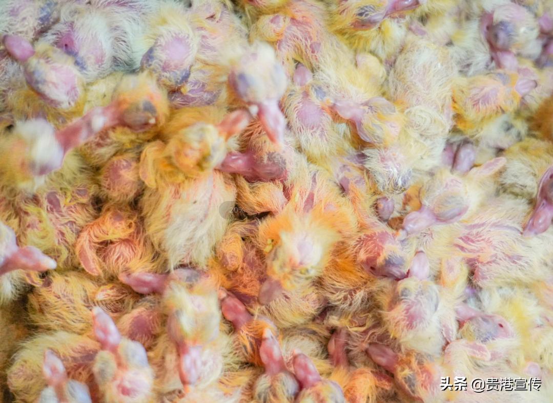 广西贵港鸽王,贵港鸽王