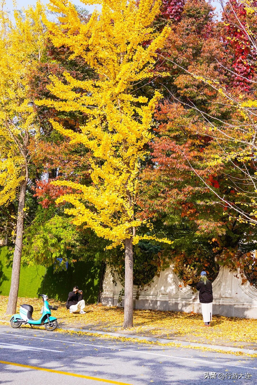 漫步银杏海~大连最美秋日在这里