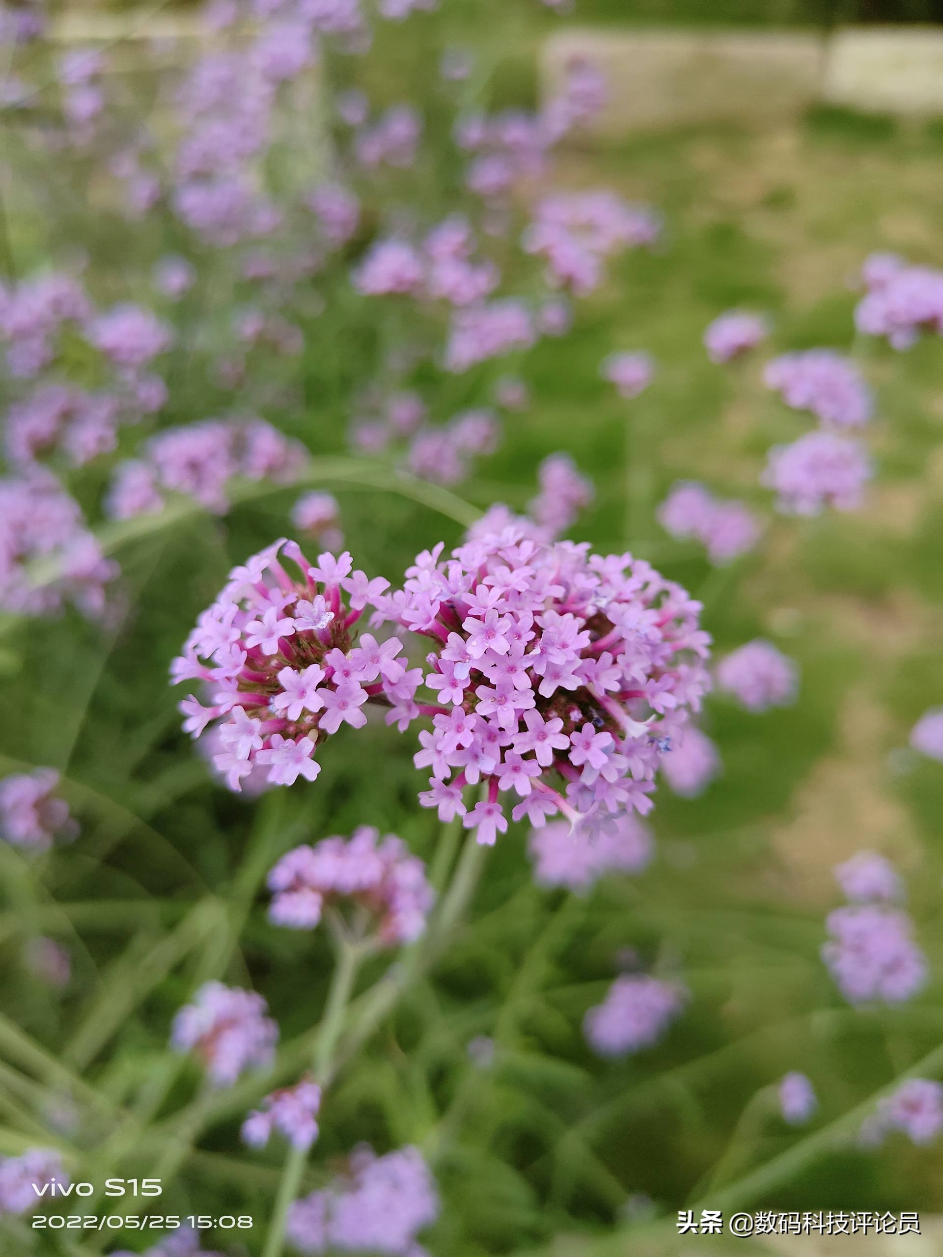 vivos15是用的骁龙870巅峰版吗,vivos15骁龙870巅峰版与普通版