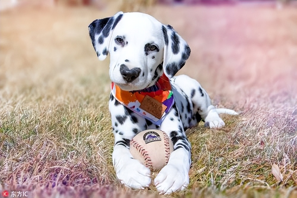 斑点狗杂交拉布拉多,杂交的斑点狗是什么样的啊