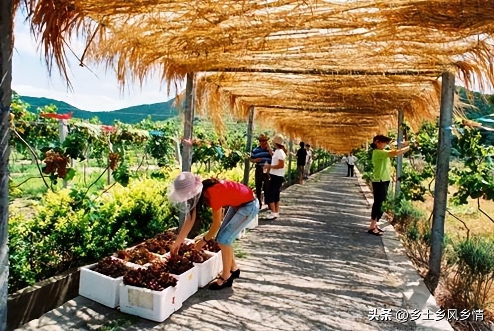 回农村创业新方法有哪些,创业失败想回农村创业