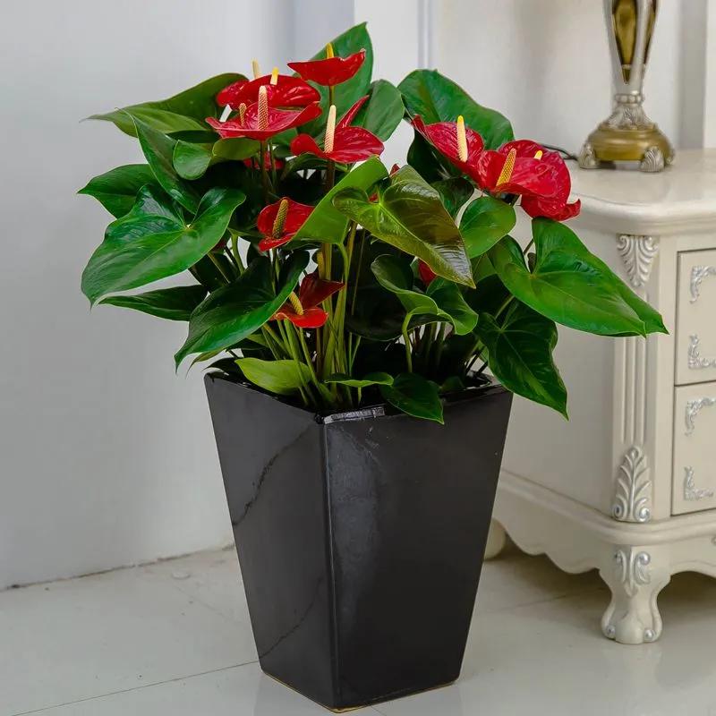 最适合室内水培的10种植物,15种最好养的家居植物