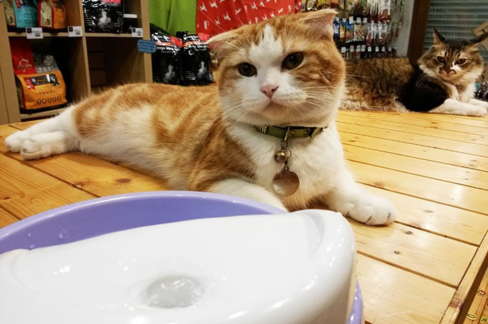 如何纠正猫咪挑食铲屎官看过来,铲屎官都给猫咪吃什么猫条