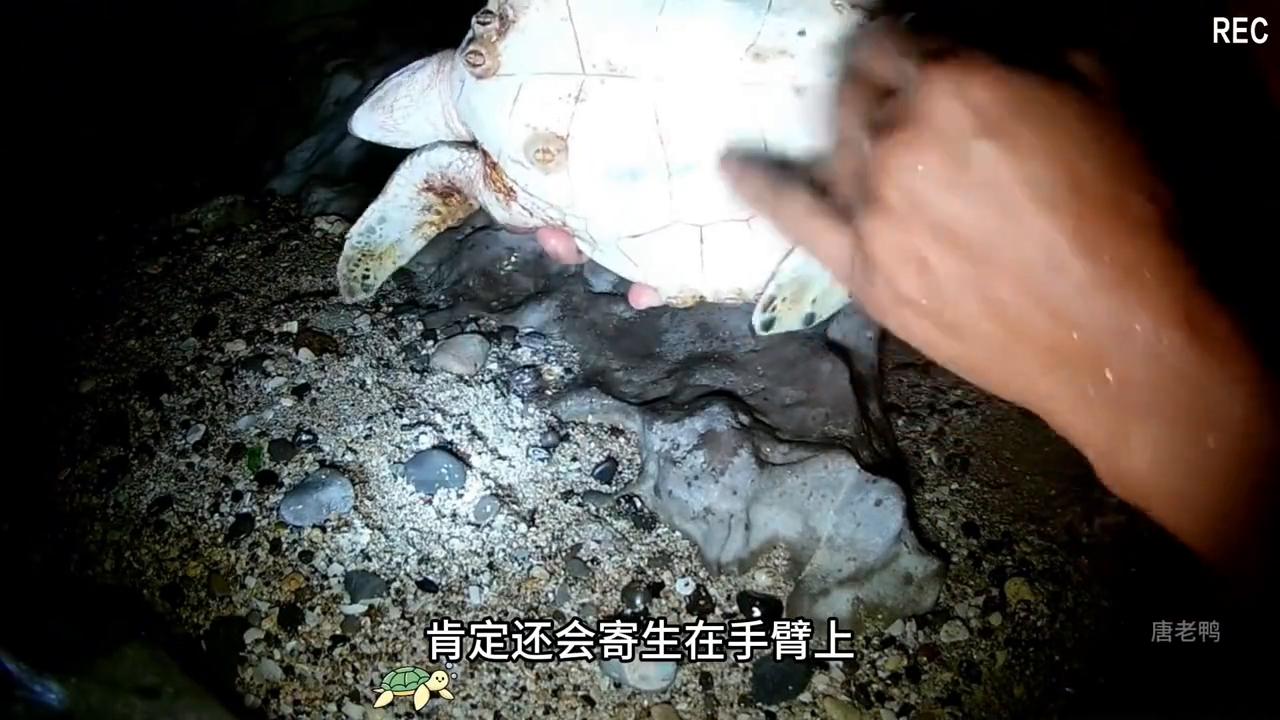 可怜的小海龟被藤壶折磨,海洋救助给海龟去除藤壶