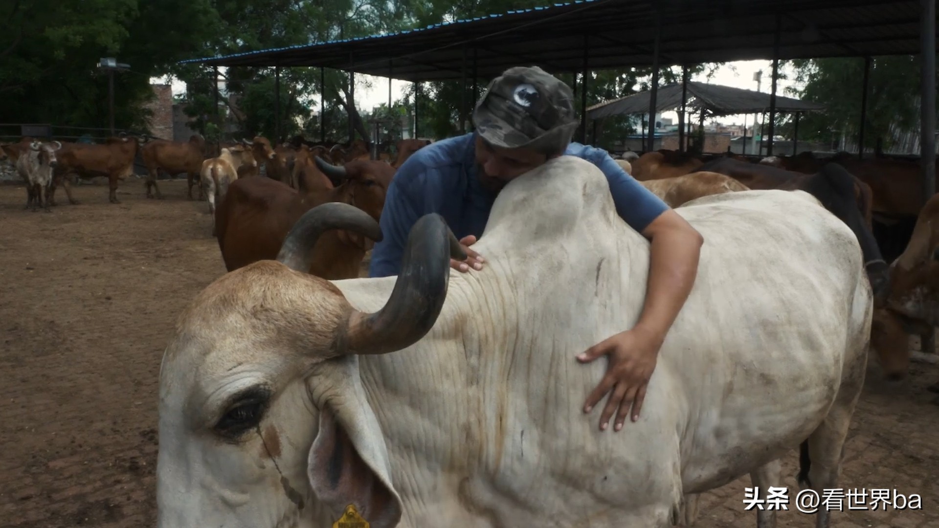 印度牛粪饼多少钱一只,印度牛粪饼一盒205元经常卖到脱销