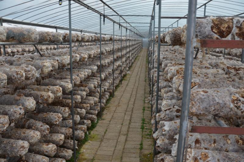 随县香菇科技产业园,随县香菇产业园电话