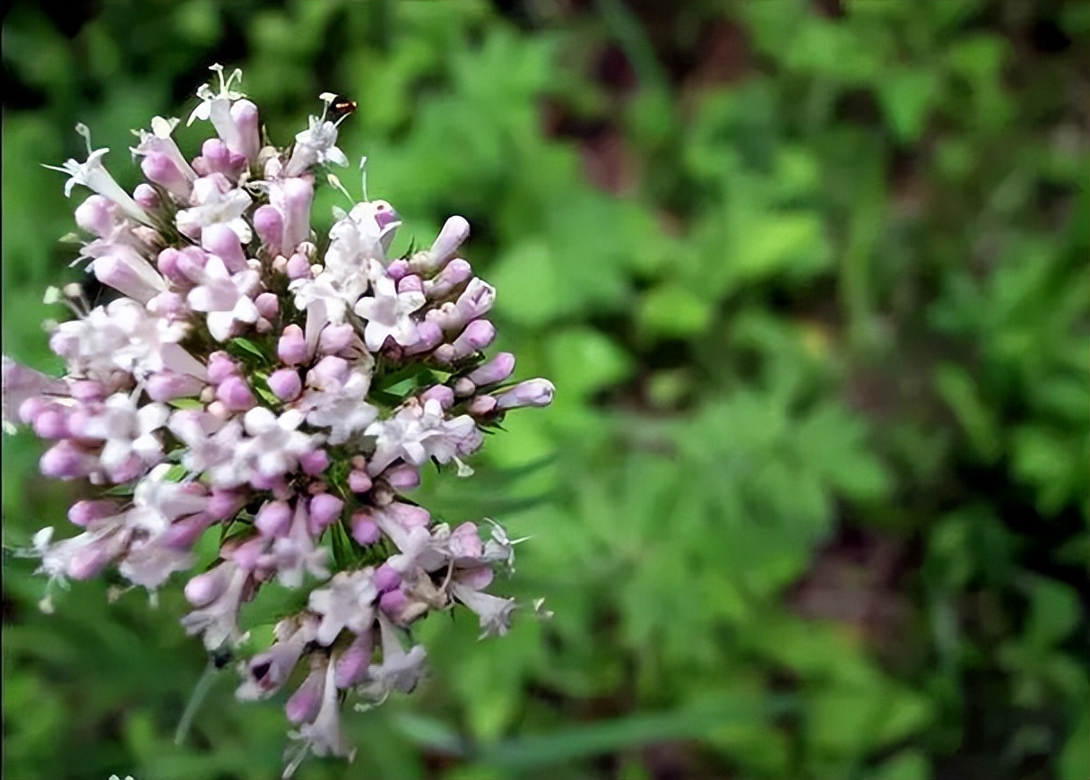 植物识别小口诀，总结的太全了！