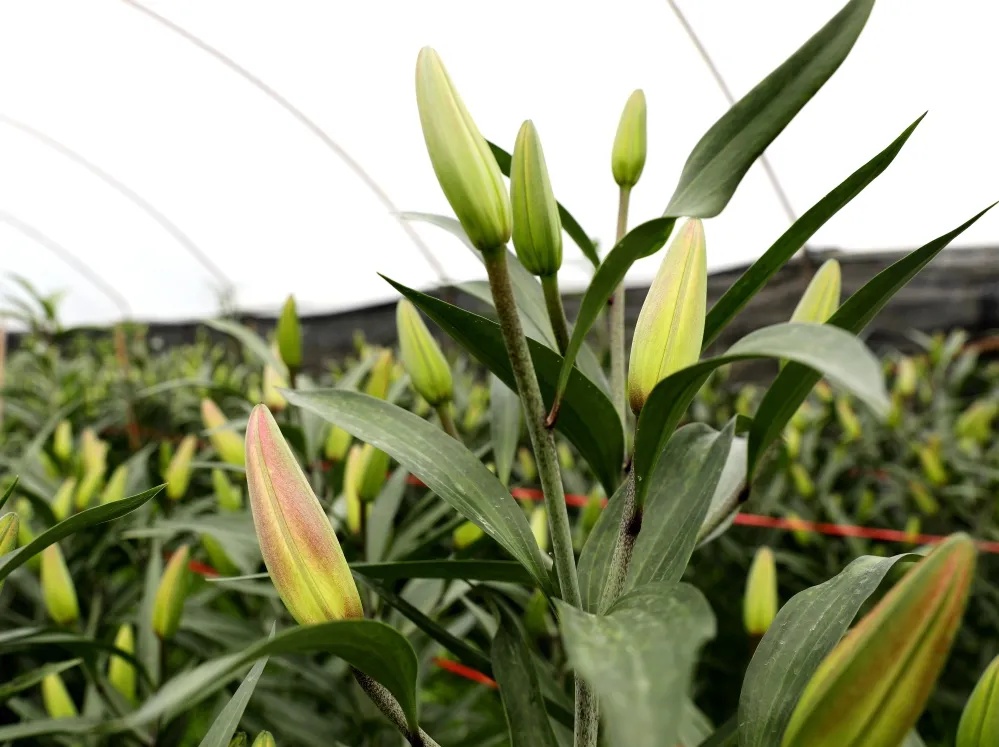 香水百合含苞待放,含苞待放的百合